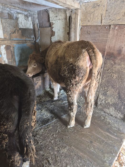 Продам кашар семис