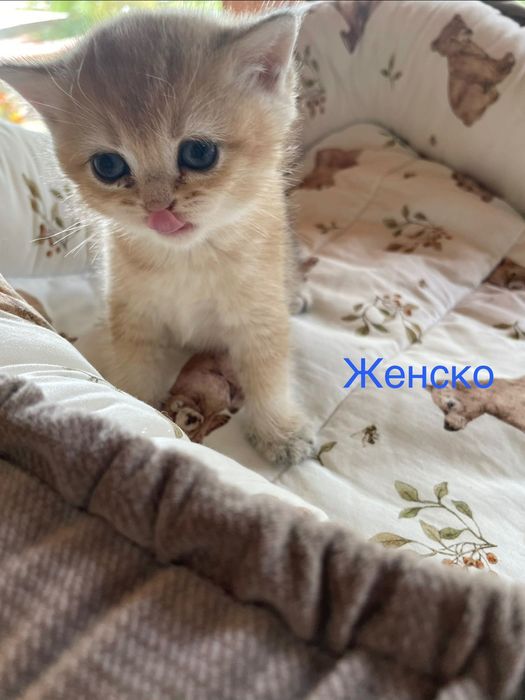 Британска и Шотландска златна чинчила