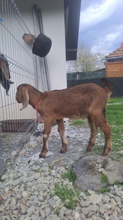 Tapisor anglo nubian