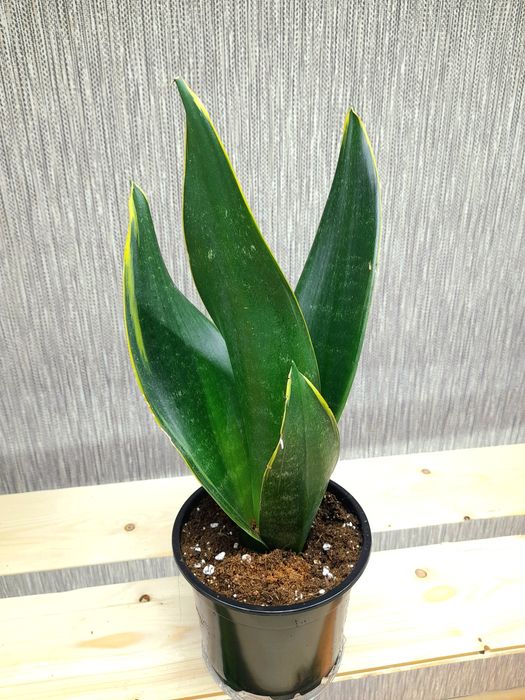 Продам Стрелиция Николая