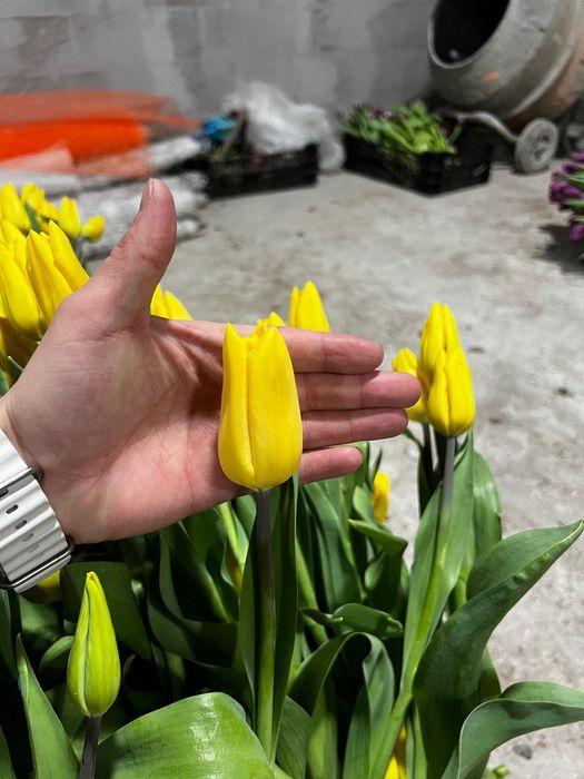 Тюльпаны оптом 750 и в розницу 850