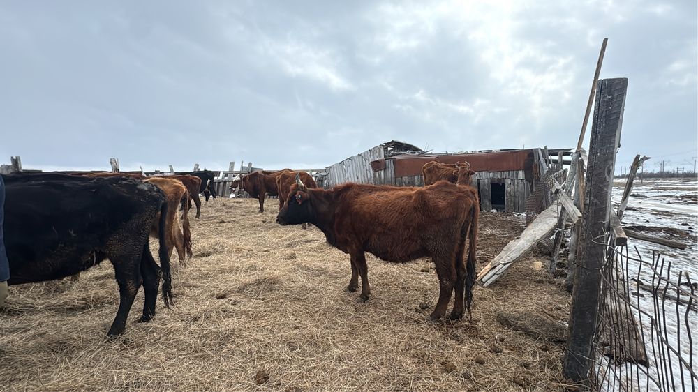 Коровы 30 голов за 20 млн