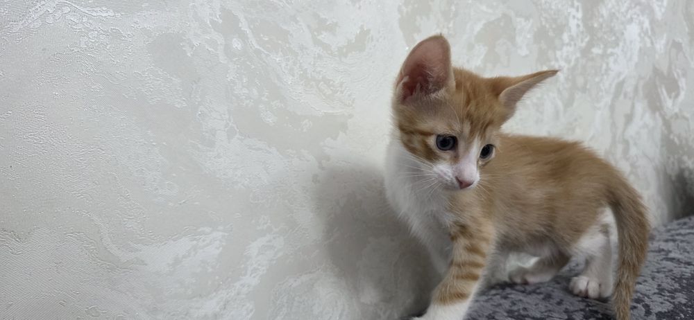 Продам котят,метисы