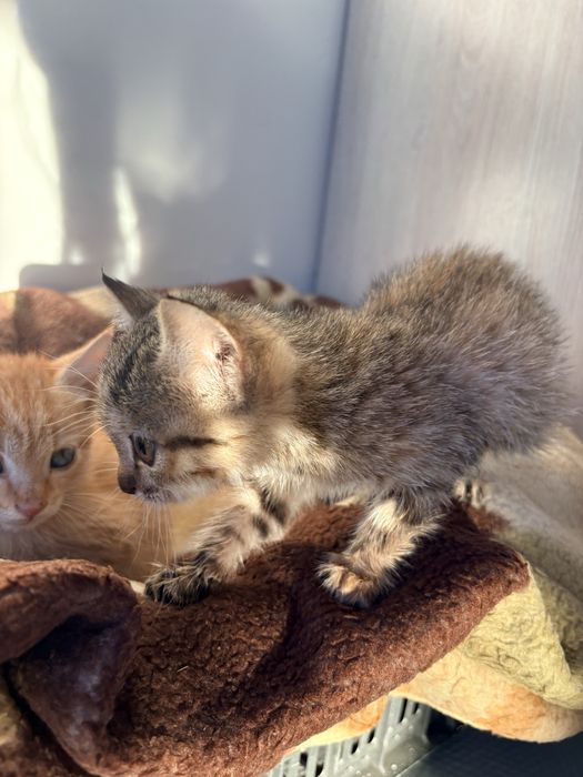 Котята Мысыктар мысык