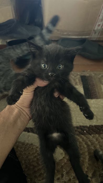 Милые котята 2 месяца