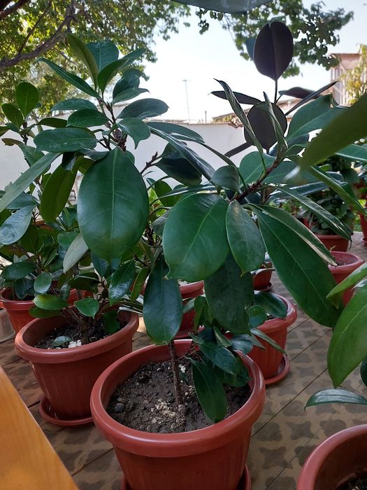 Uy gullari xona VA ofis uchun 8 yillik gullar