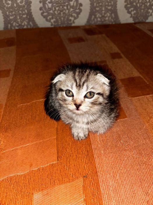 Продаю веслоухих котят!