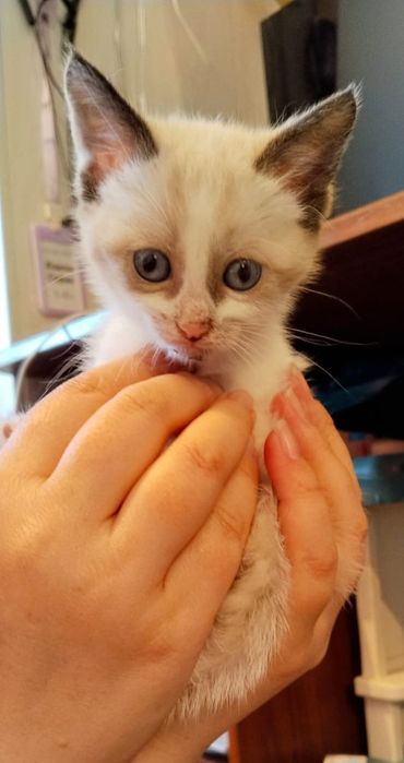 Отдам котят бесплатно