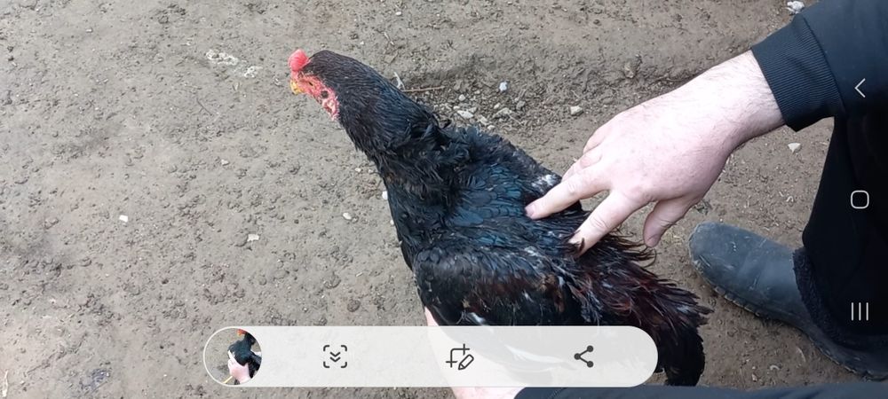 Ко шамо/ кореец полноценный петушок