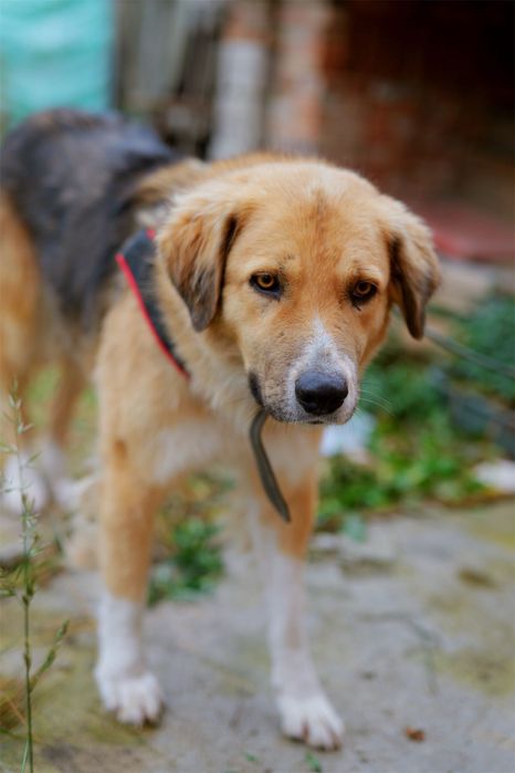 Căței frumoși caută oameni frumoși