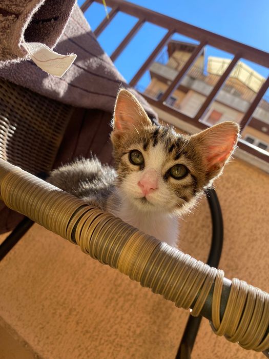 Котенце момче, 2 месеца