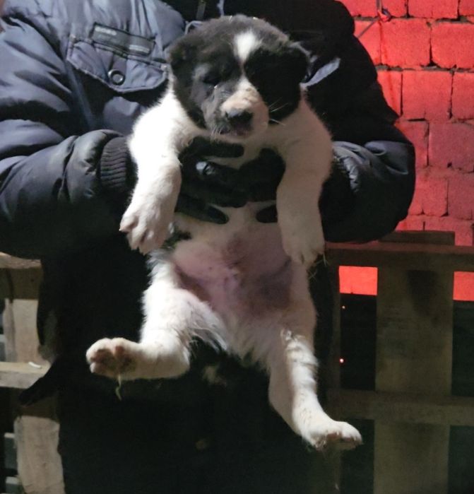 Продаются щенки банзая(118кг)