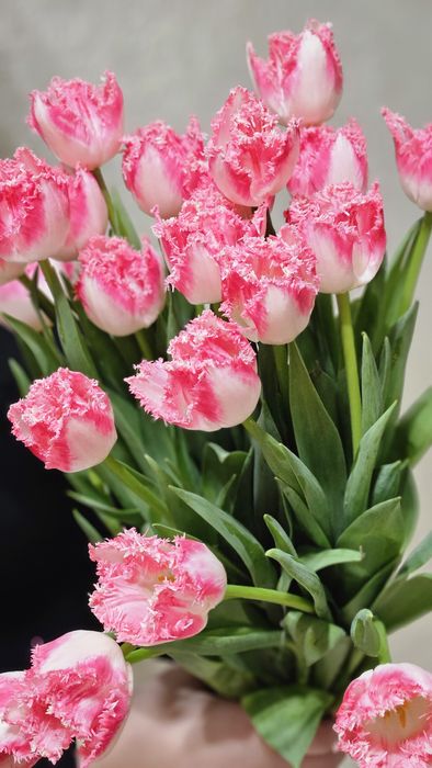 Тюльпаны к 8 марта