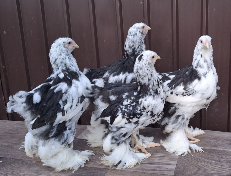 Vând ouă de incubat brahma negru bobat