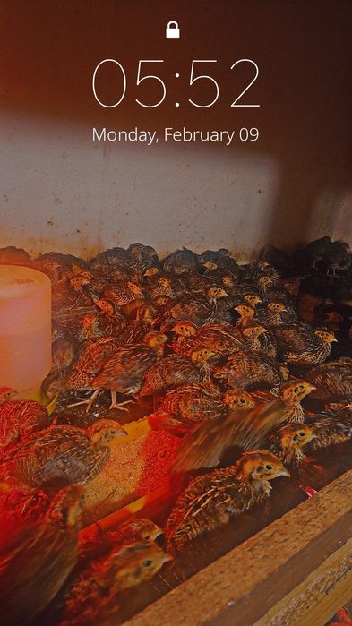 Pui de prepeliță