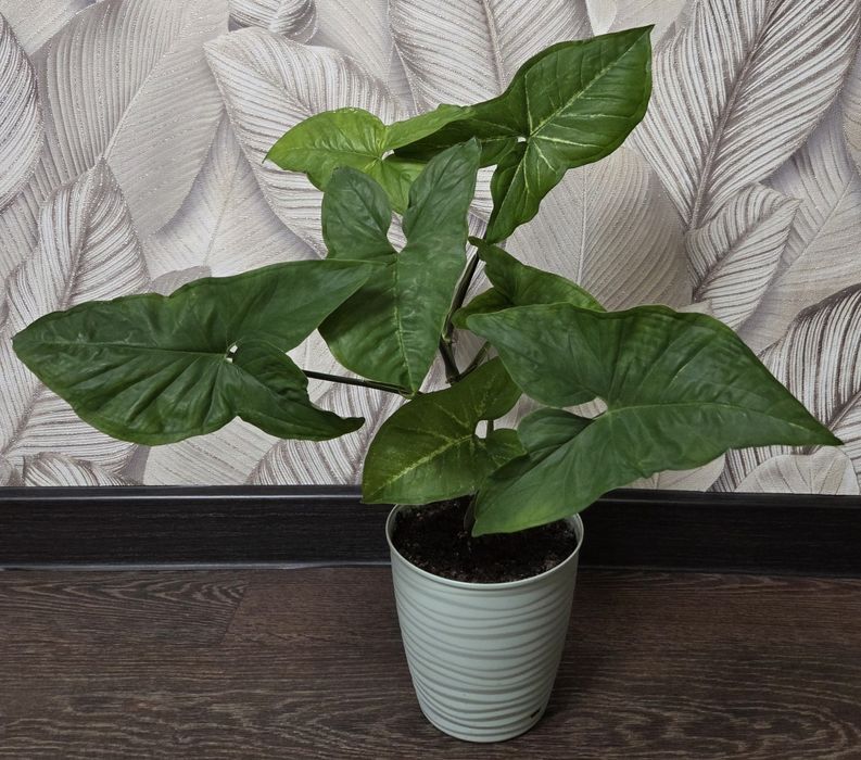 Продам комнатные цветы.