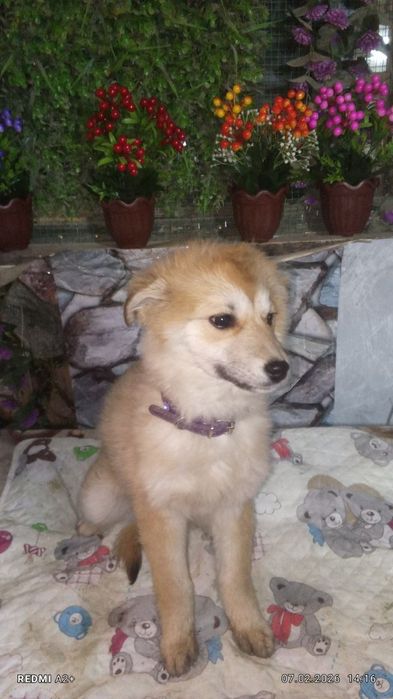 На пристройство в добрые ручки