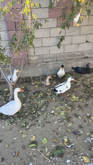 Үйректер сатылады. Семіз, жақсы бапталған