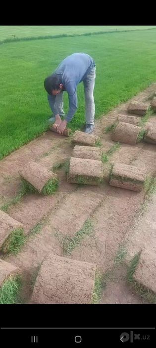 Газон Gazon Oптам