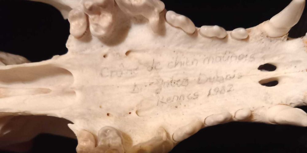 trofeu,trofee,taxidermie,craniu de animal biologie decorativa franta