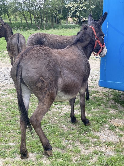 Măgărită gestanta
