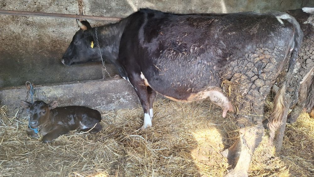 Vand vaci fatate si gestante