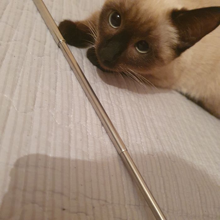 Котёнок девочка!