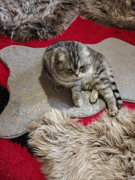 Vind pisică de rasă Schorchio fold foarte frumoasă