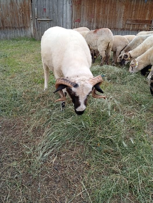 De vânzare un berbec mior vârstă 1 an rasa țurcan breaz!