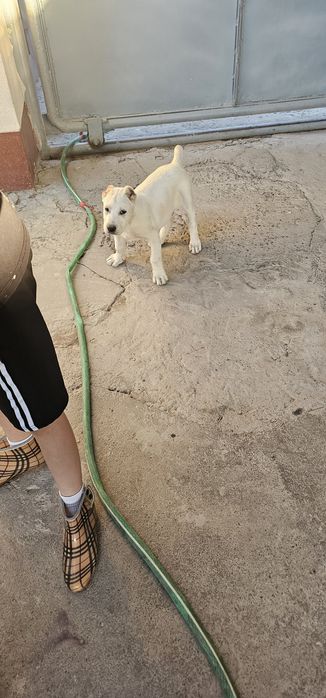 Продаётся алабай девочка