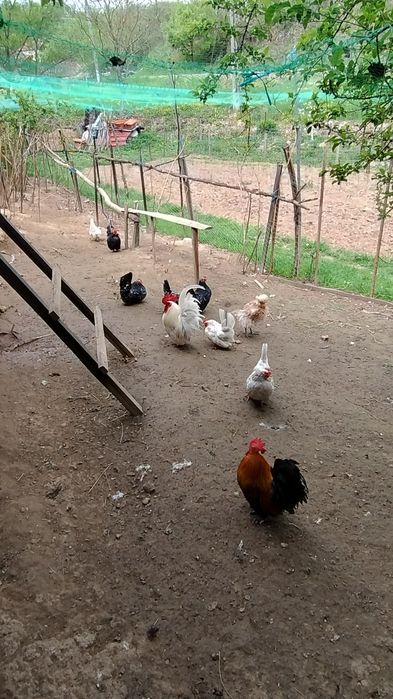 Familii chaboo albe și bobate