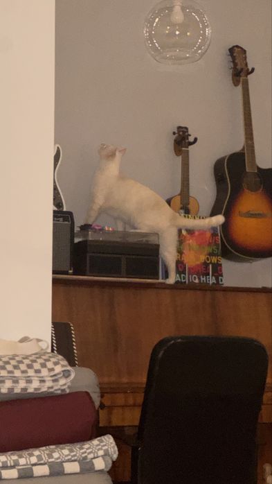 Отдам кота в добрые руки