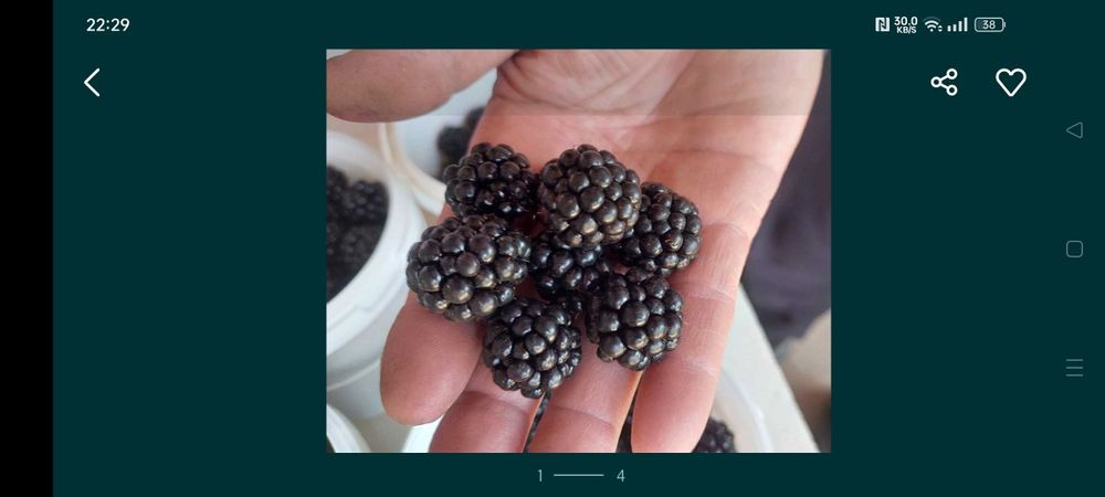 Ejevika kochat sotiladi xosildarligi juda zor tikonsiz!