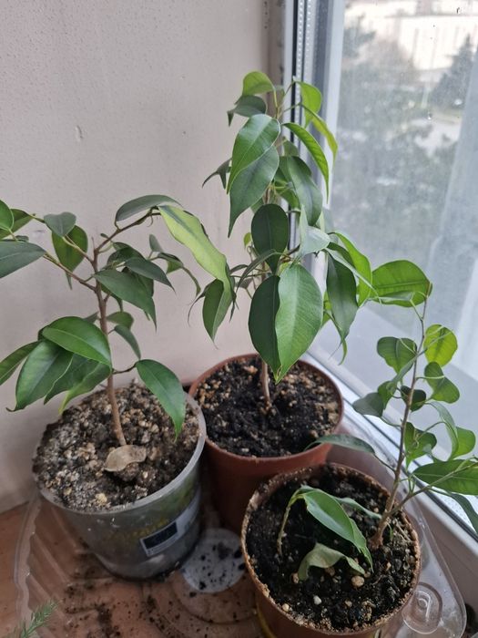 Продам домашний цветок Фикус