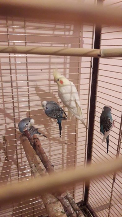 Попугай продам с клеткой.