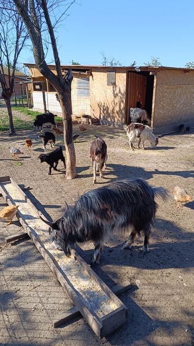4 capre tinere cu iezi și 1 țap