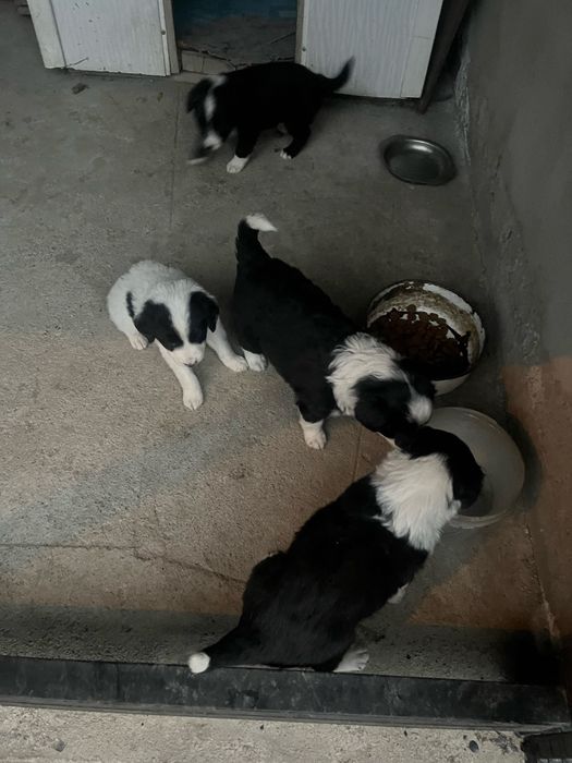 Заберите приютите