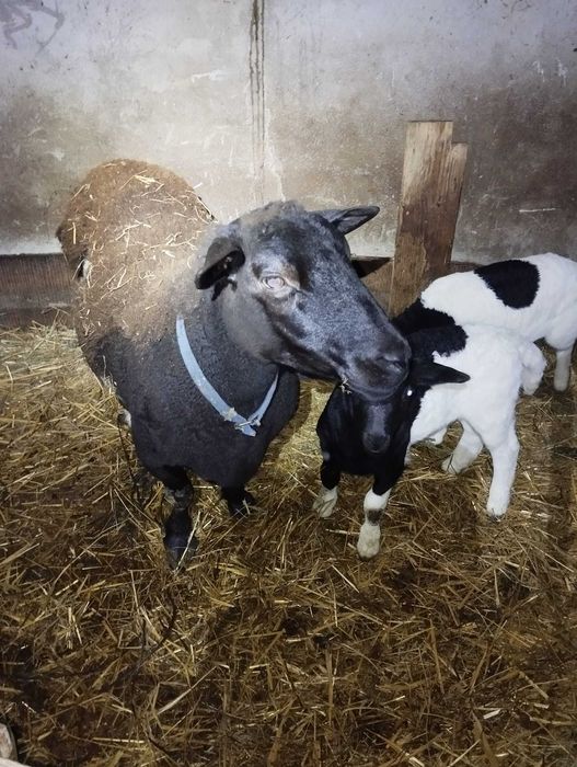 Oi Metis Dorper cu Turcana