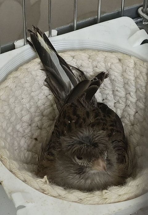 Трайник мода ва яшил пара сотилади