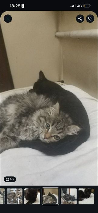 Котята симпатяги в добрые руки