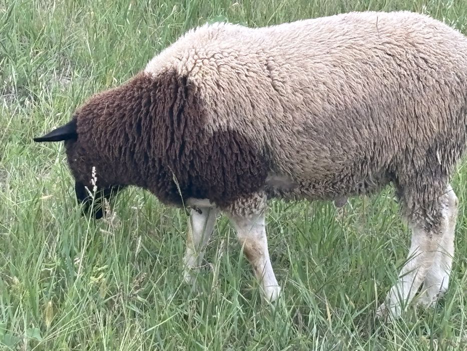 Berbecut metis dorper