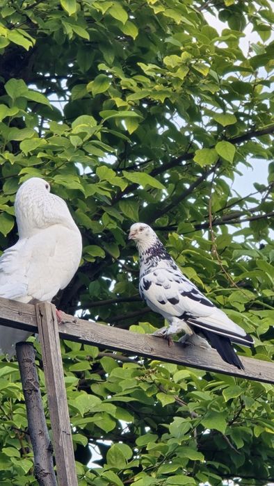 Голуби павлины черные