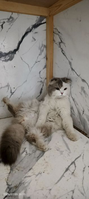 Скоттиш фолт ўгил
