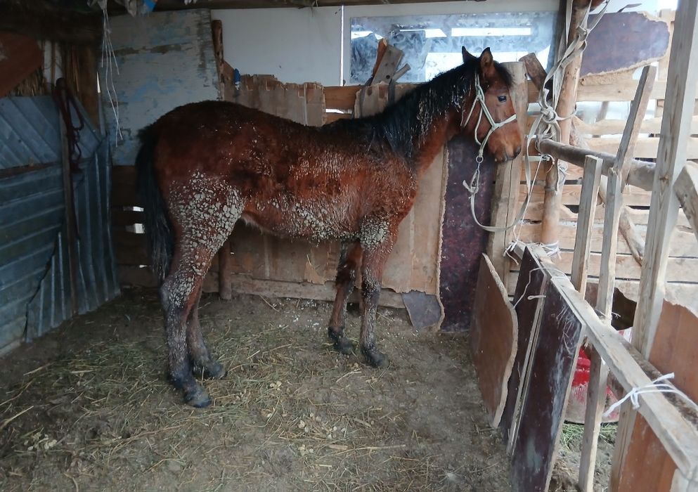 Тәуір тай сатылады