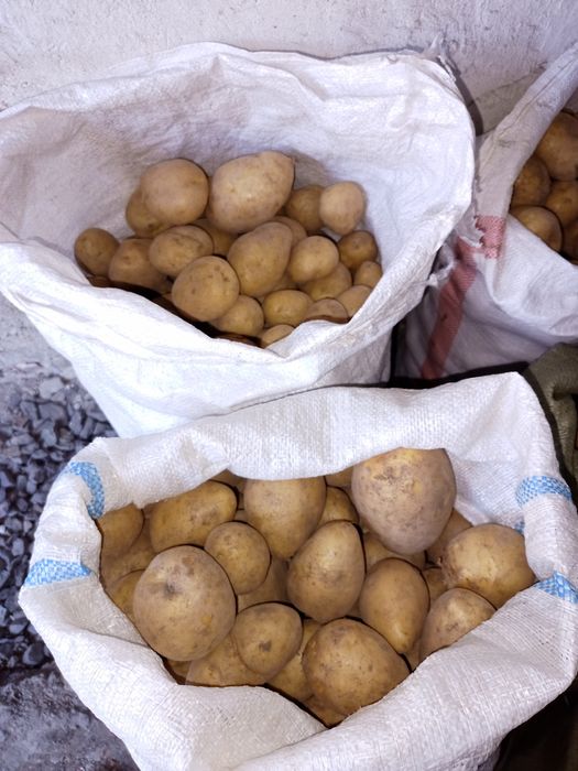 Продаю картофель