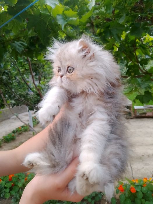 Bomboqcha aqli erkatoy