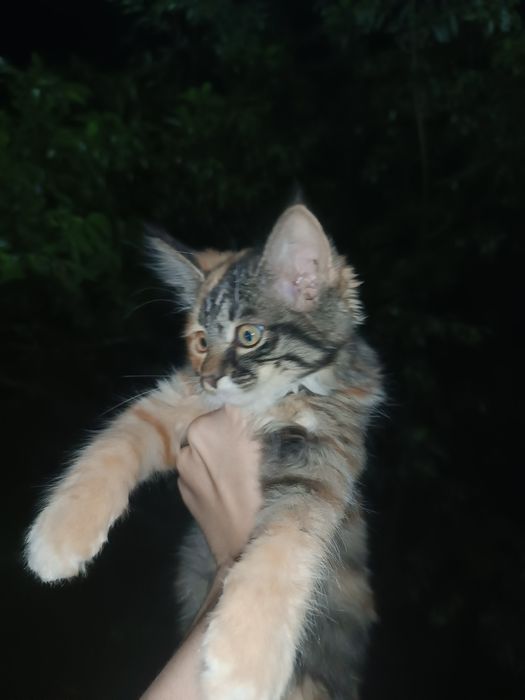 Отдаём котят в хорошие руки