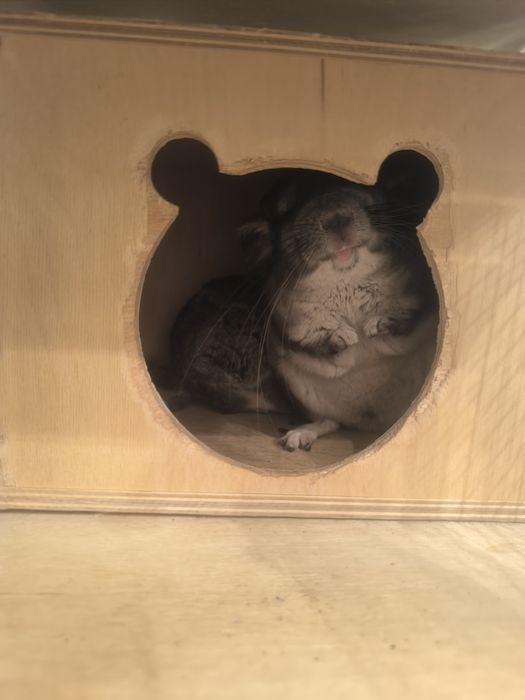 Продам  семью шиншил