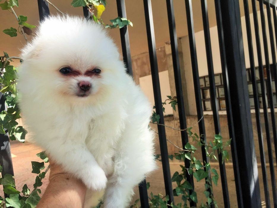 Померани мини Померанчета