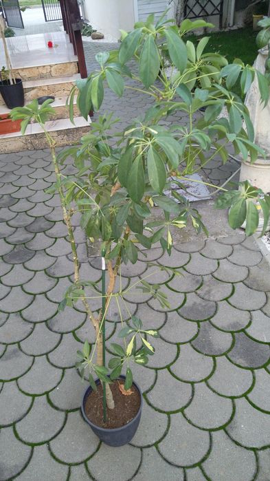 Pom tropical și tuia smarald